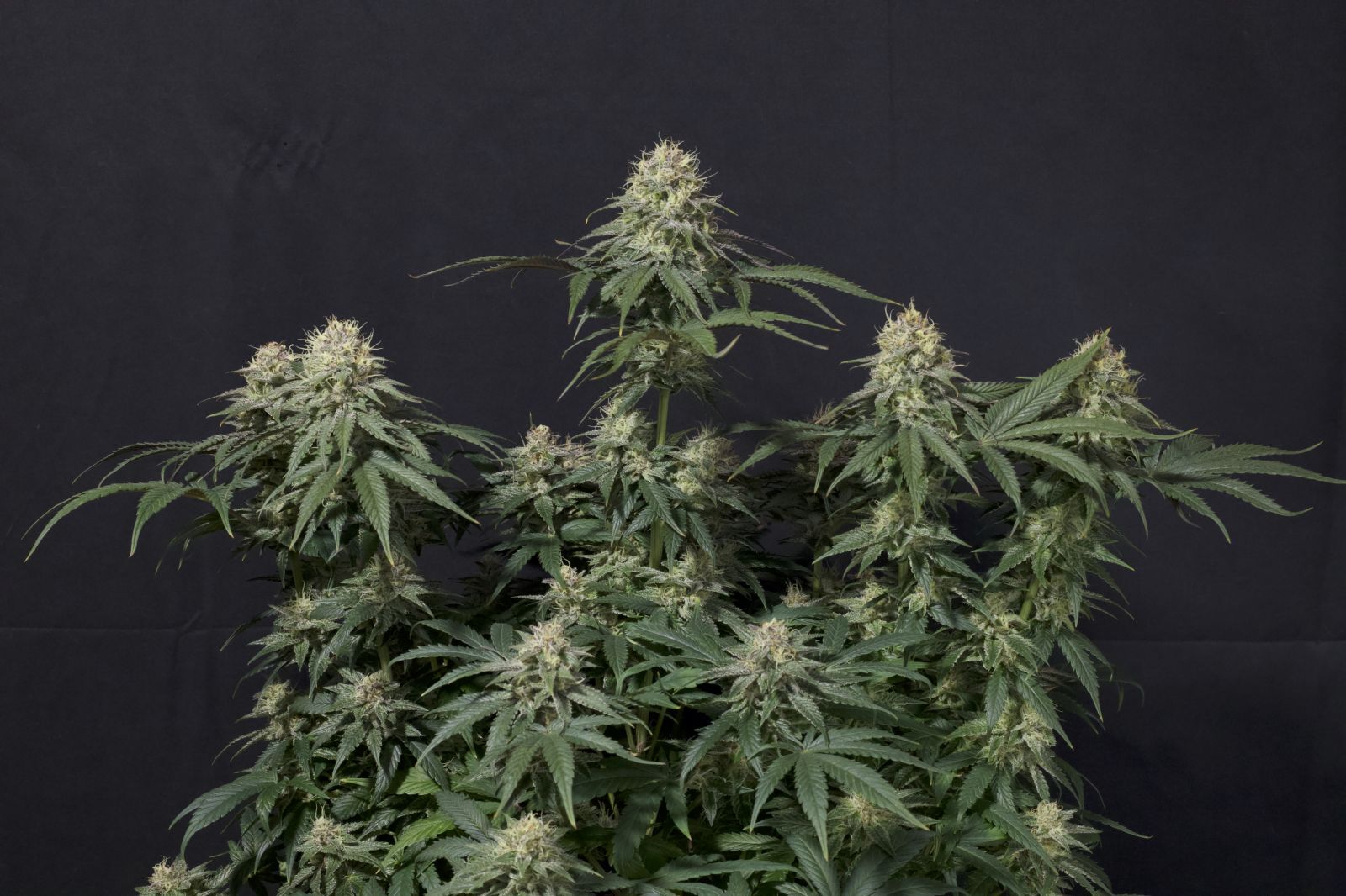 FastBuds - Tropicana Cookies Fast Flowering (fem.)