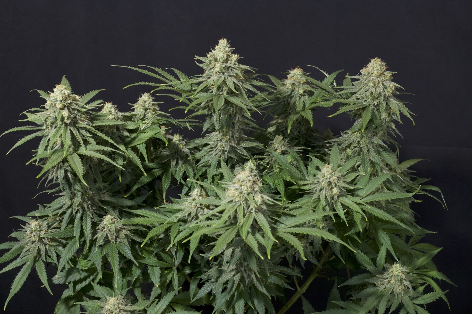 FastBuds - Wedding Cheesecake Fast Flowering (fem.)