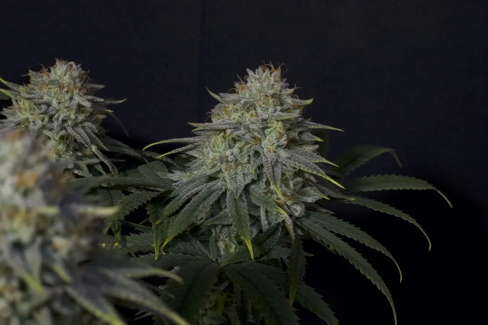 FastBuds - Gorilla Cookies Fast Flowering (fem.)