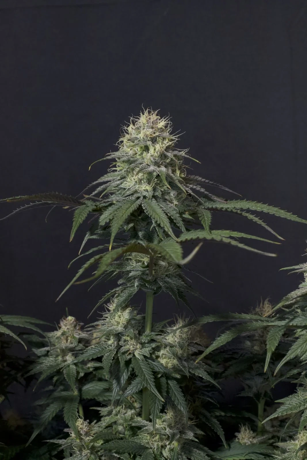 FastBuds - Tropicana Cookies Fast Flowering (fem.)