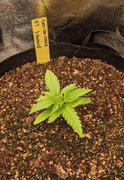FastBuds - Gorilla Cookies Fast Flowering (fem.)