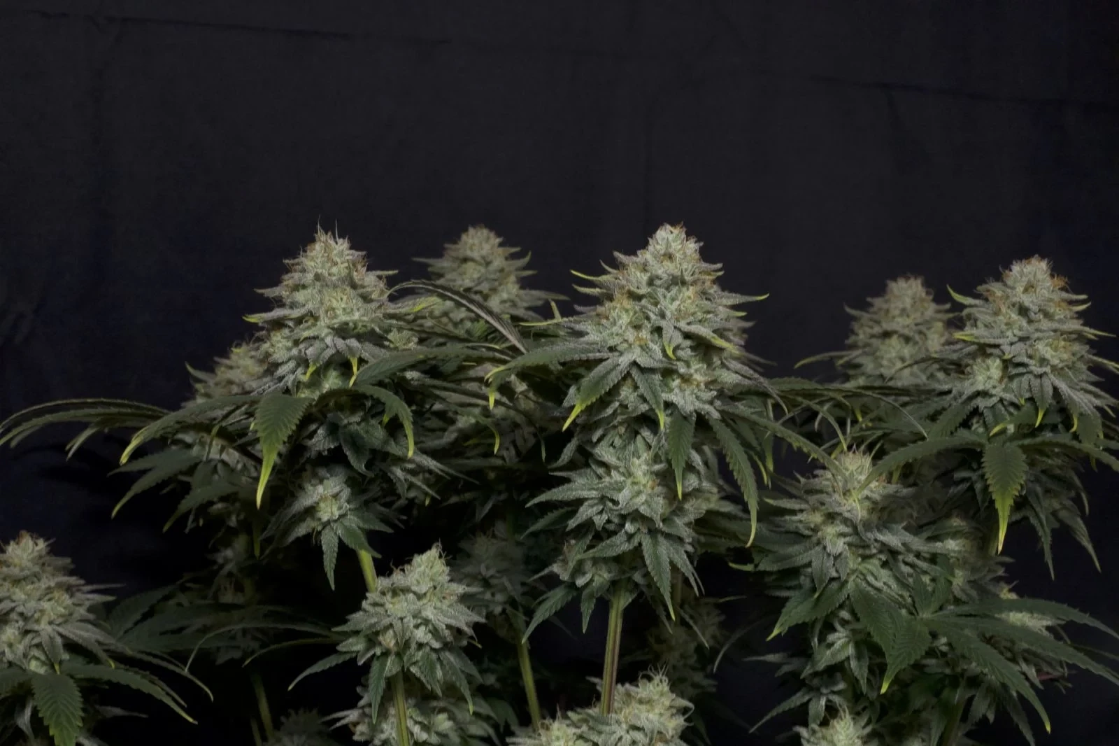 FastBuds - Gorilla Cookies Fast Flowering (fem.)