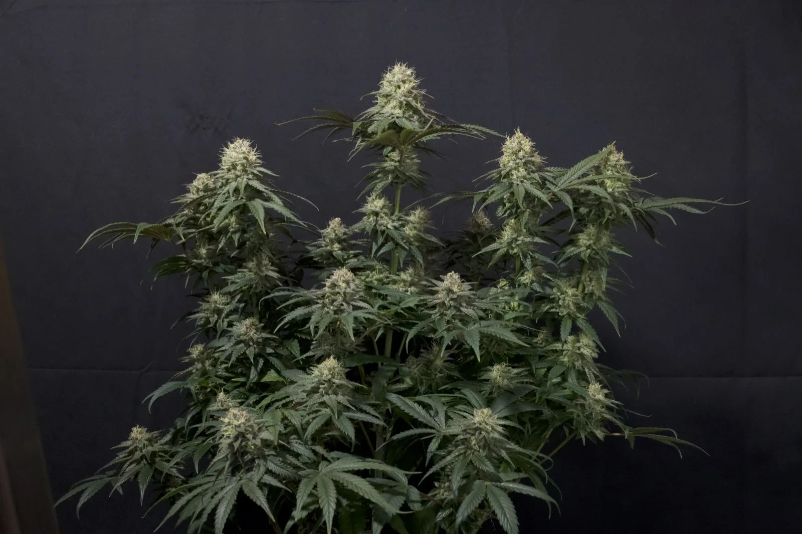 FastBuds - Tropicana Cookies Fast Flowering (fem.)