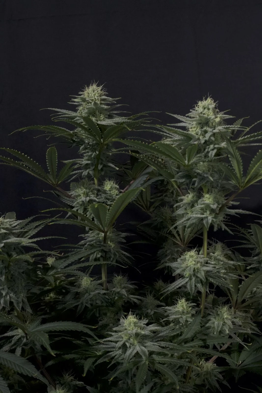 FastBuds - GG4 Sherbet Fast Flowering (fem.)