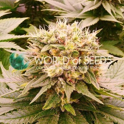 World Of Seeds - Harlequeen THC Free (fem.) 08908