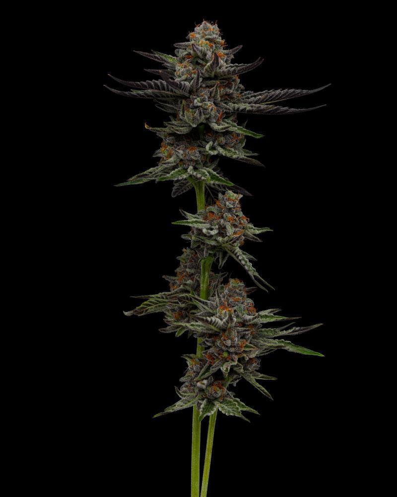 Humboldt Seed Company - Vanilla Creme Pie (fem.) 🇺🇸