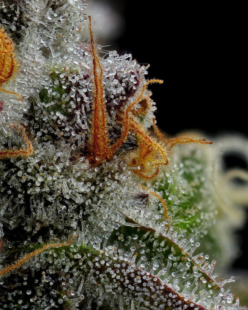 Humboldt Seed Company - Vanilla Creme Pie (fem.) 🇺🇸