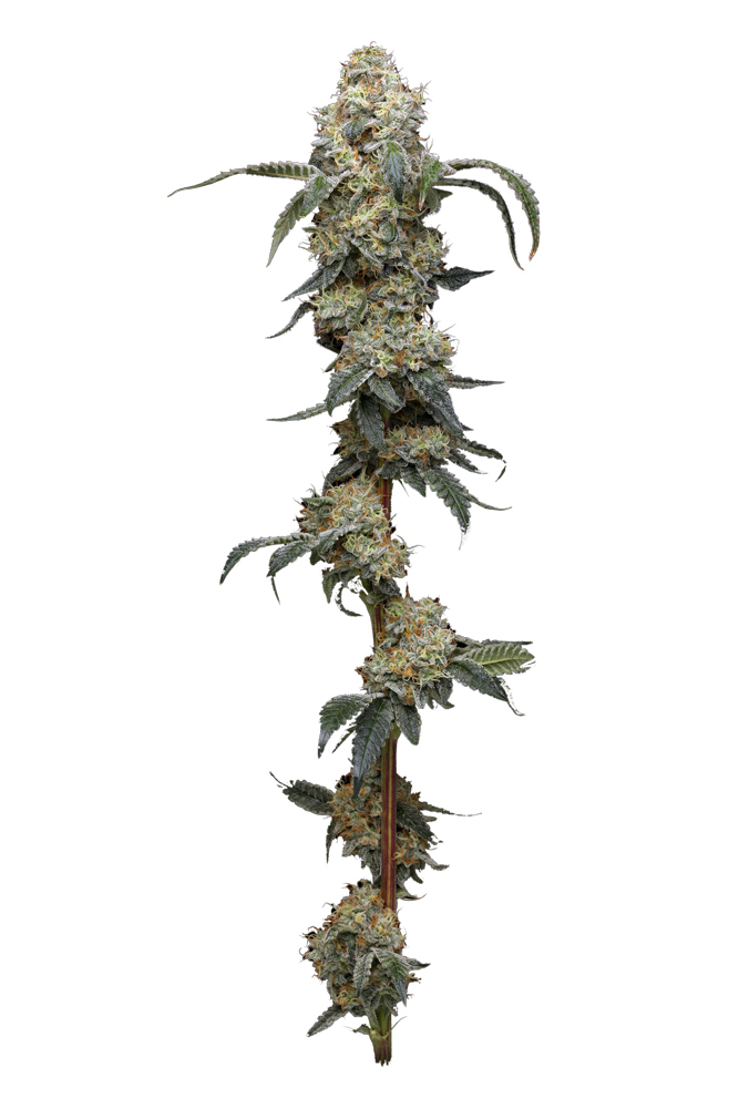 Humboldt Seed Company - Farmer's Daughter (fem.) 🇺🇸