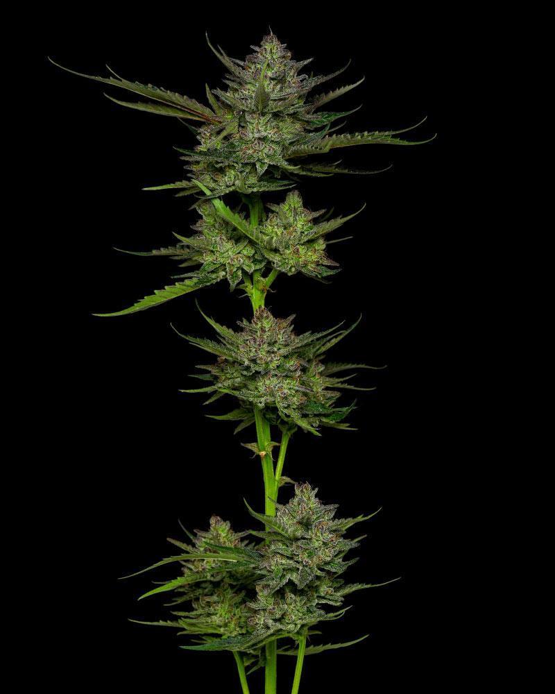 Humboldt Seed Company - Sour Apple Auto (auto/fem.) 🇺🇸