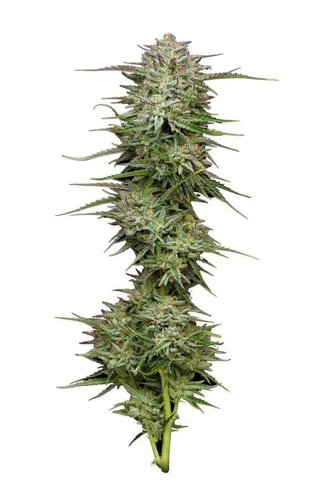 Humboldt Seed Company - Pound Town Auto (auto/fem.) 🇺🇸