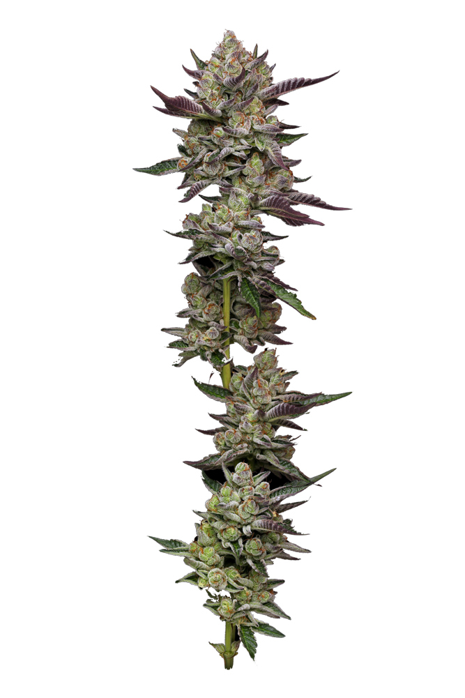 Humboldt Seed Company - Poddy Mouth (fem.) 🇺🇸