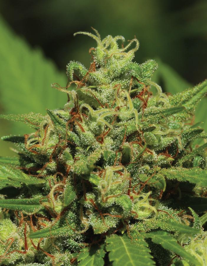Humboldt Seed Company - Emerald Fire OG Auto (auto/fem.) 🇺🇸
