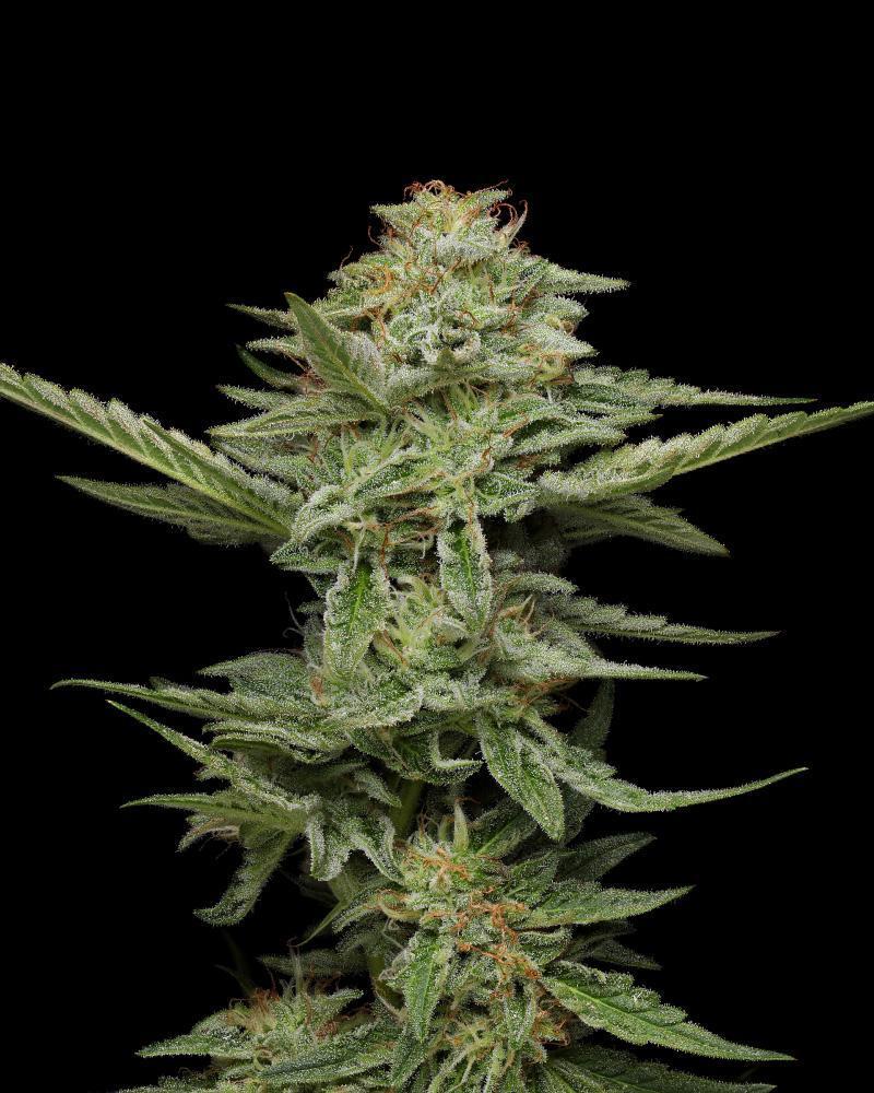 Humboldt Seed Company - Pistachio (fem.) 🇺🇸