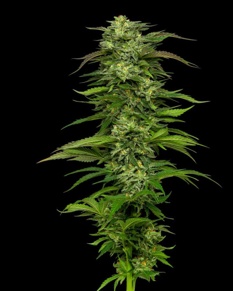 Humboldt Seed Company - Dream Queen Auto (auto/fem.) 🇺🇸