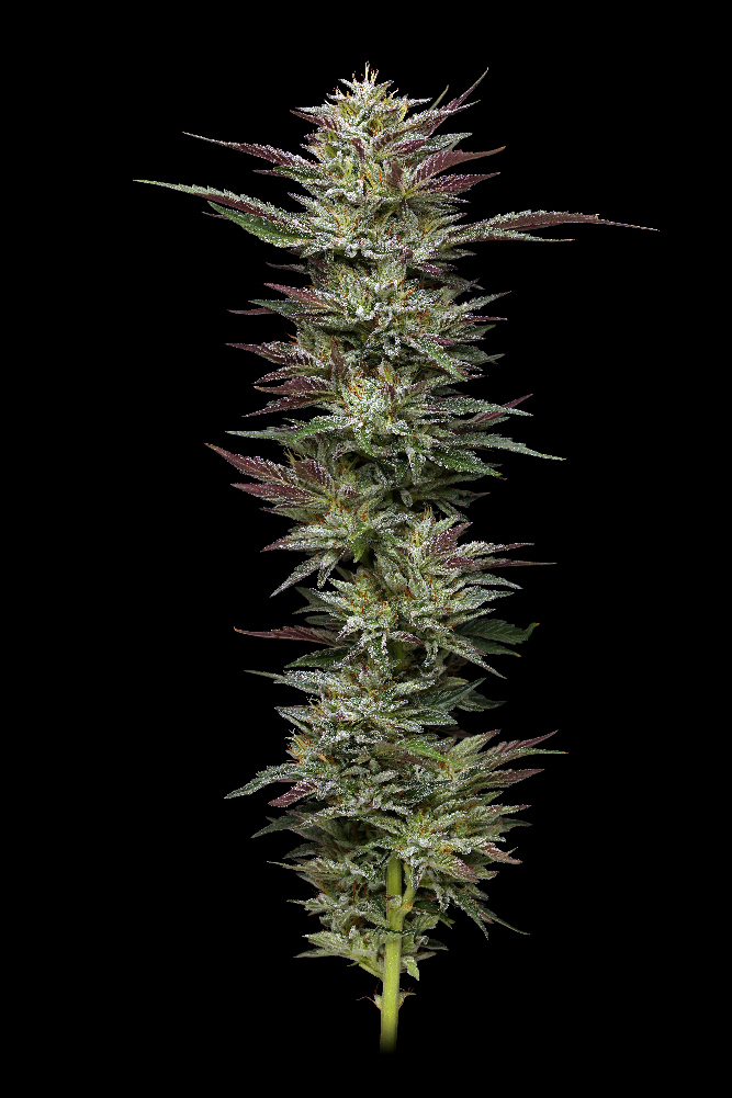 Humboldt Seed Company - Nutter Budder (fem.) 🇺🇸