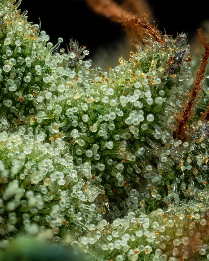 Humboldt Seed Company - Slightly Stoopid Collie Man Kush (fem.) 🇺🇸