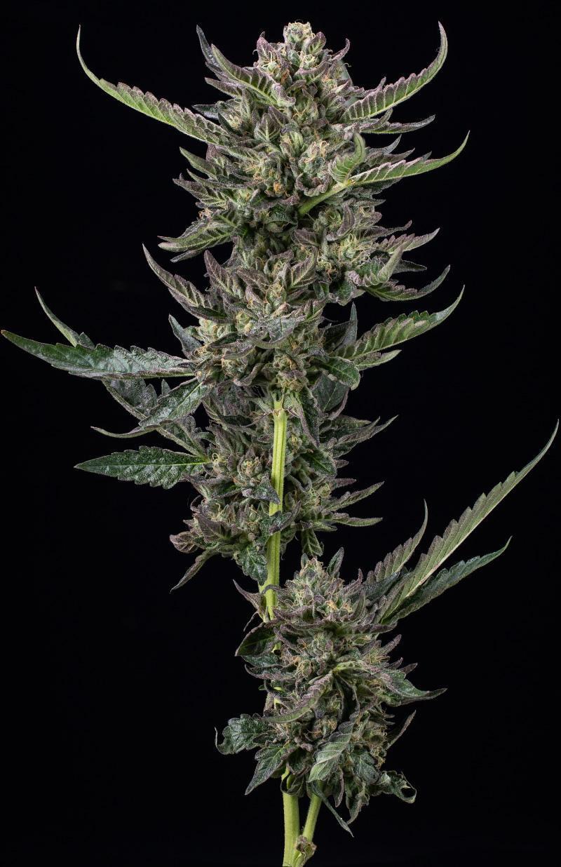 Humboldt Seed Company - Notorious THC (fem.) 🇺🇸