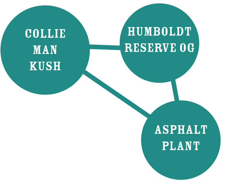 Humboldt Seed Company - Slightly Stoopid Collie Man Kush (fem.) 🇺🇸