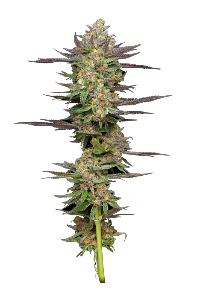 Humboldt Seed Company - Mint Jelly Auto (auto/fem.) 🇺🇸