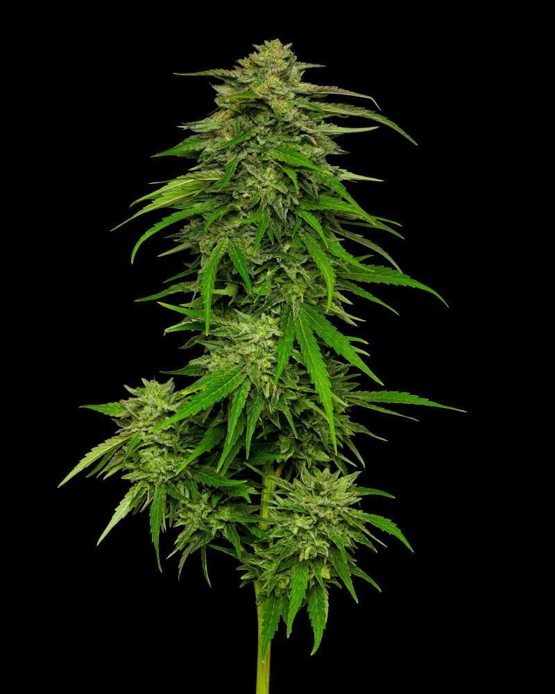 Humboldt Seed Company - Mango Sherbert Auto (auto/fem.) 🇺🇸