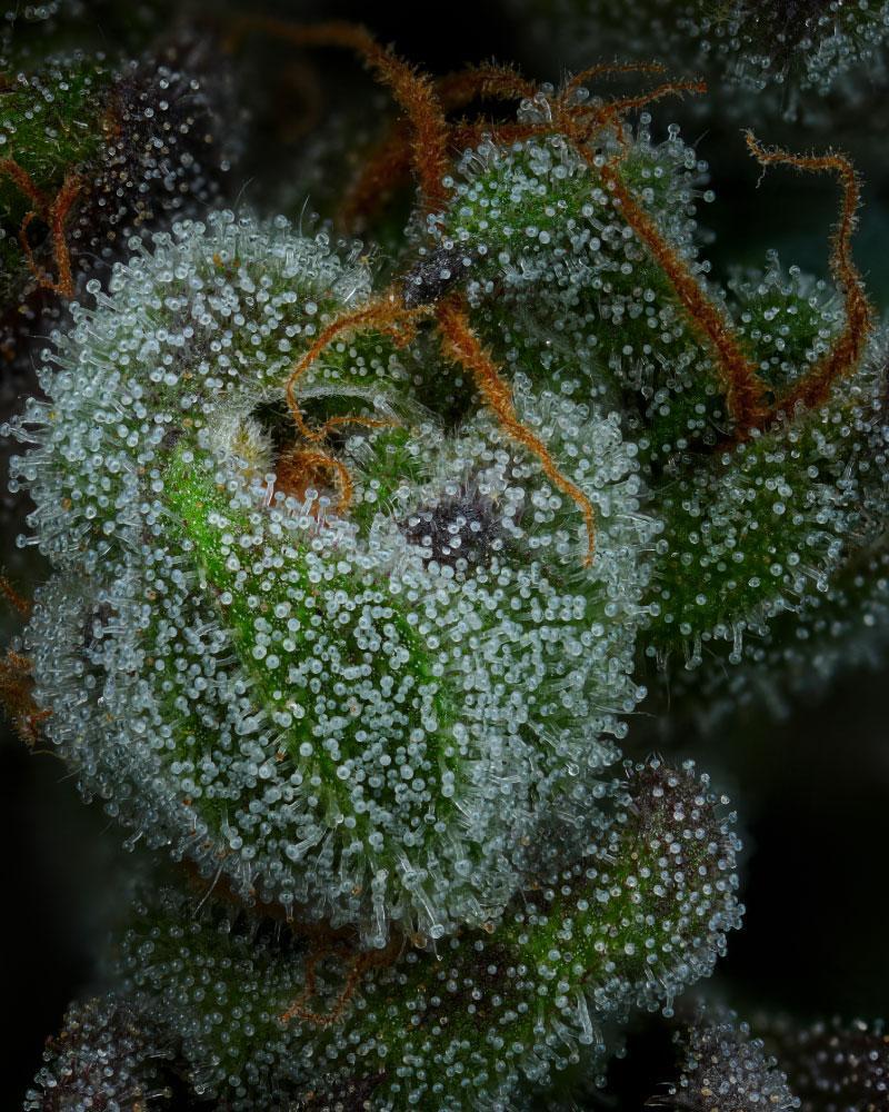 Humboldt Seed Company - All Gas OG Auto (auto/fem.) 🇺🇸