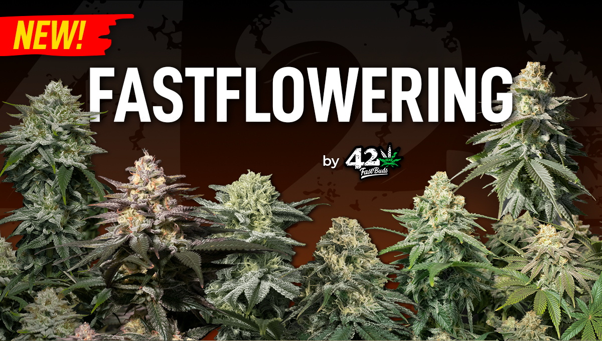 FastBuds - GG4 Sherbet Fast Flowering (fem.)