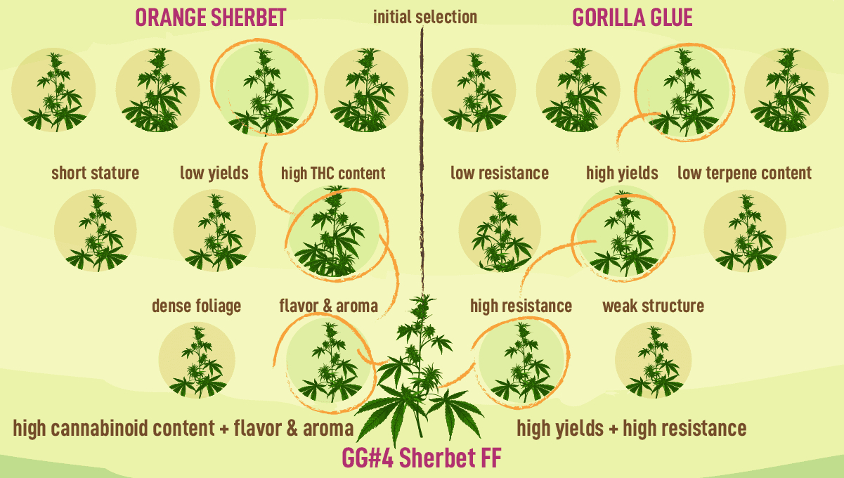 FastBuds - GG4 Sherbet Fast Flowering (fem.)