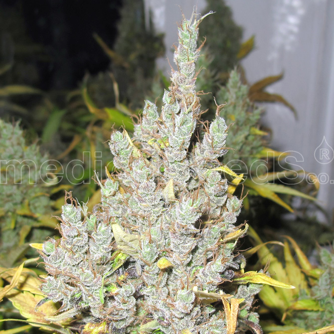 Medical Seeds - 2046 (fem.)