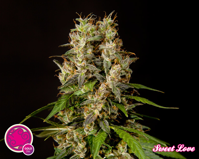 Philosopher Seeds - SweetLove (fem.)