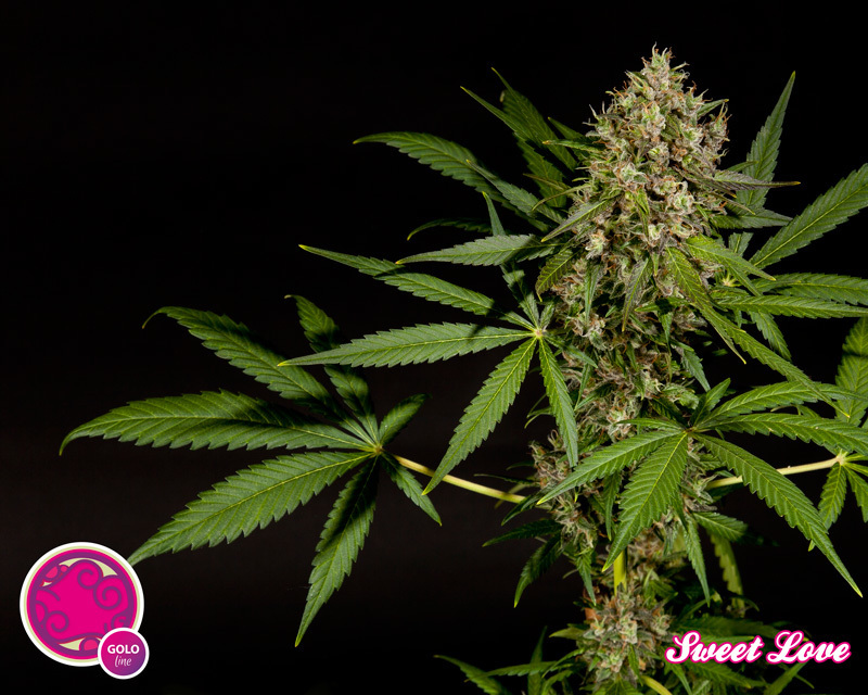 Philosopher Seeds - SweetLove (fem.)