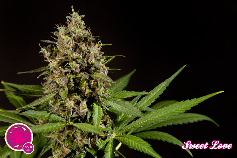 Philosopher Seeds - SweetLove (fem.)