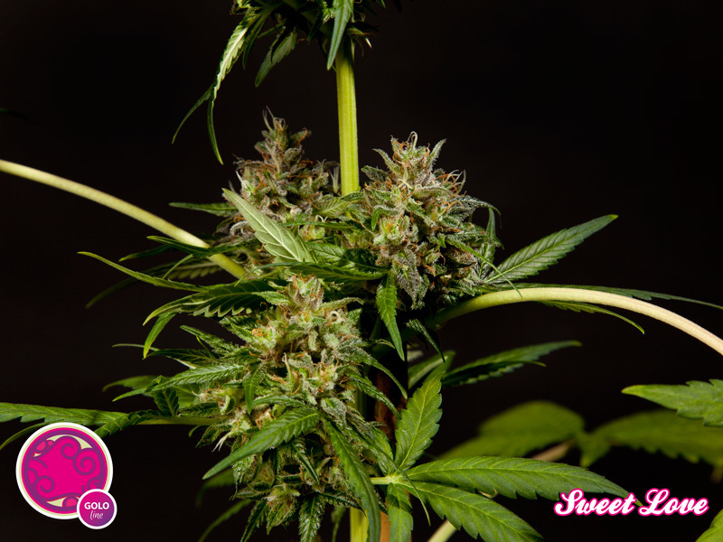 Philosopher Seeds - SweetLove (fem.)