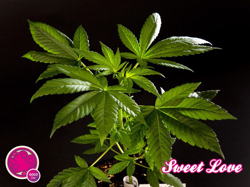 Philosopher Seeds - SweetLove (fem.)