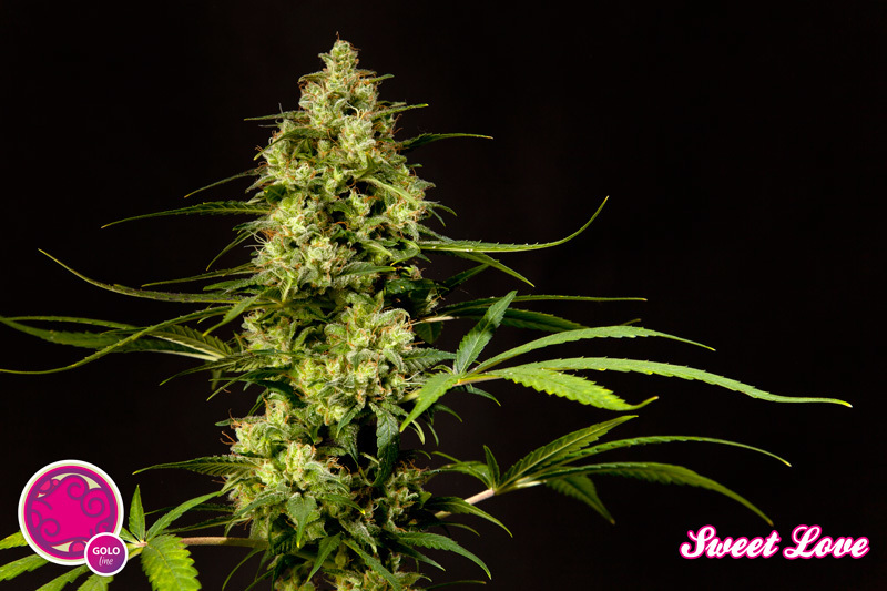 Philosopher Seeds - SweetLove (fem.)