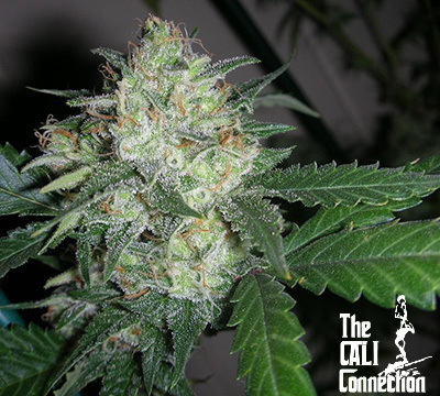 The Cali Connection - OGiesel (reg.) 🇺🇸