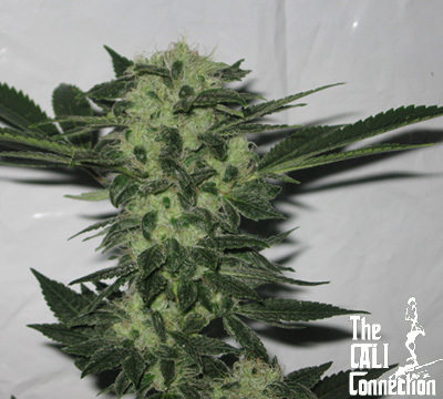The Cali Connection - Original Sour Diesel (reg.) 🇺🇸