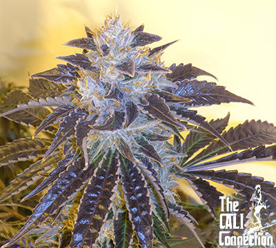 The Cali Connection - Larry OG Kush (reg.) 🏆