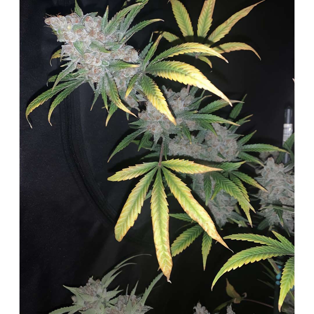 Night Owl Seeds - Cookies N Creamix Auto (auto/fem.)