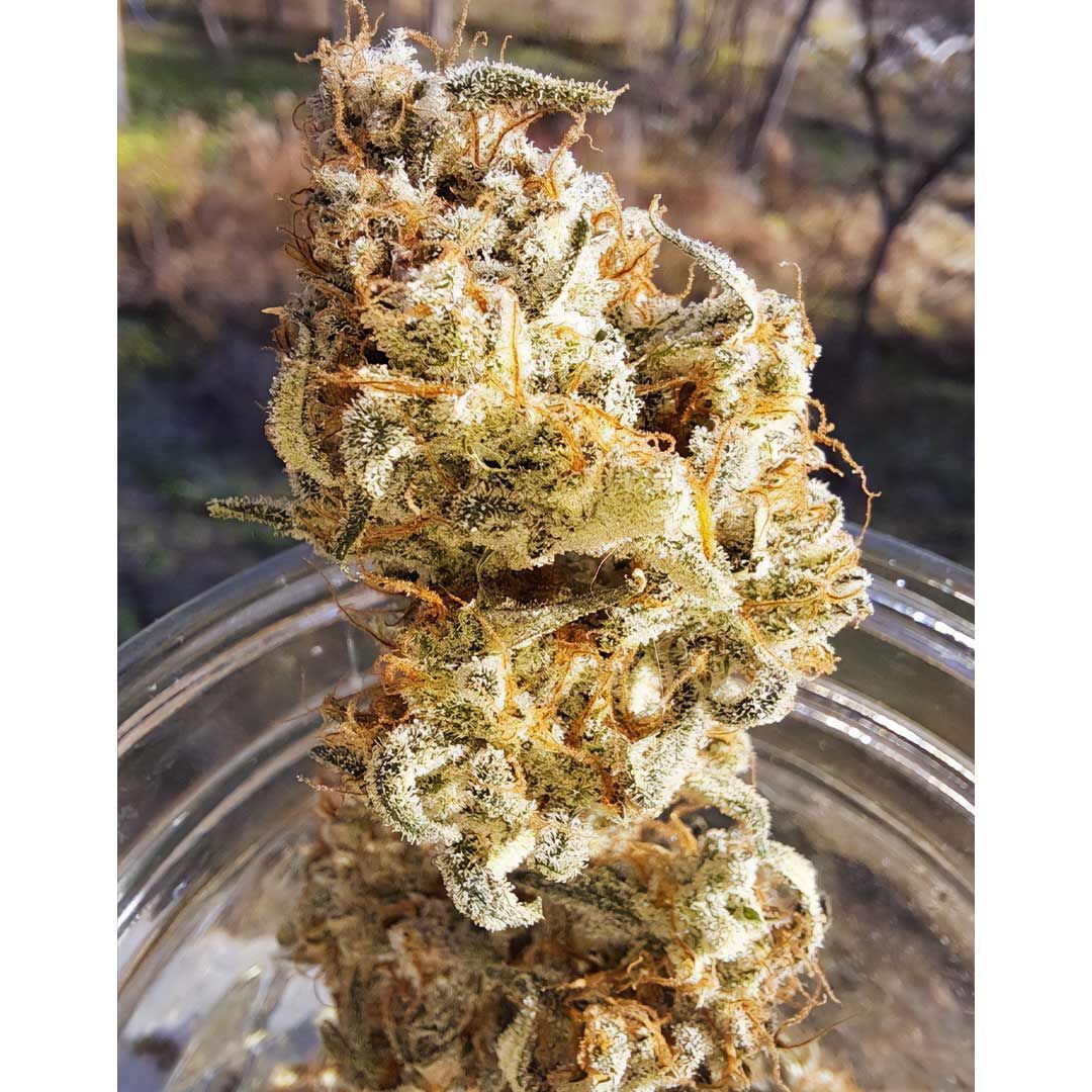 Night Owl Seeds - Popesicle Auto (auto/fem.)