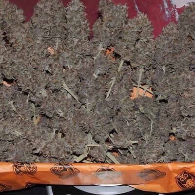 Night Owl Seeds - Dessert Isle Auto (auto/fem.) 08966