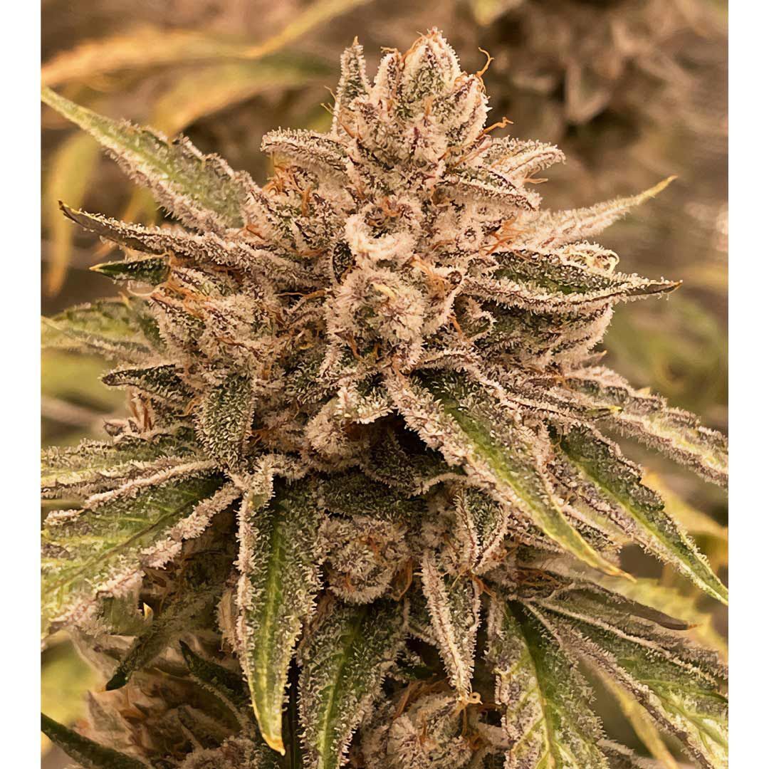 Night Owl Seeds - Pre 98 Episode 1 F4 Auto (auto/fem.)