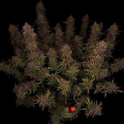 Night Owl Seeds - Mango Isle F2 Auto (auto/fem.) 08967