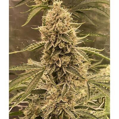 Night Owl Seeds - Pre 98 Episode 1 F4 Auto (auto/fem.) 08969