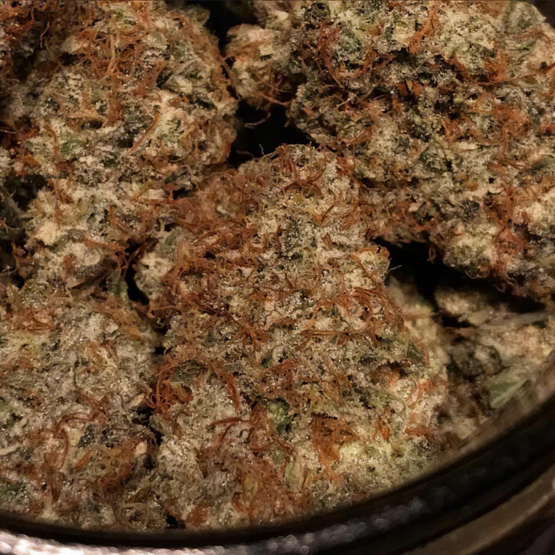 Night Owl Seeds - Spice Melange Auto (auto/fem.)