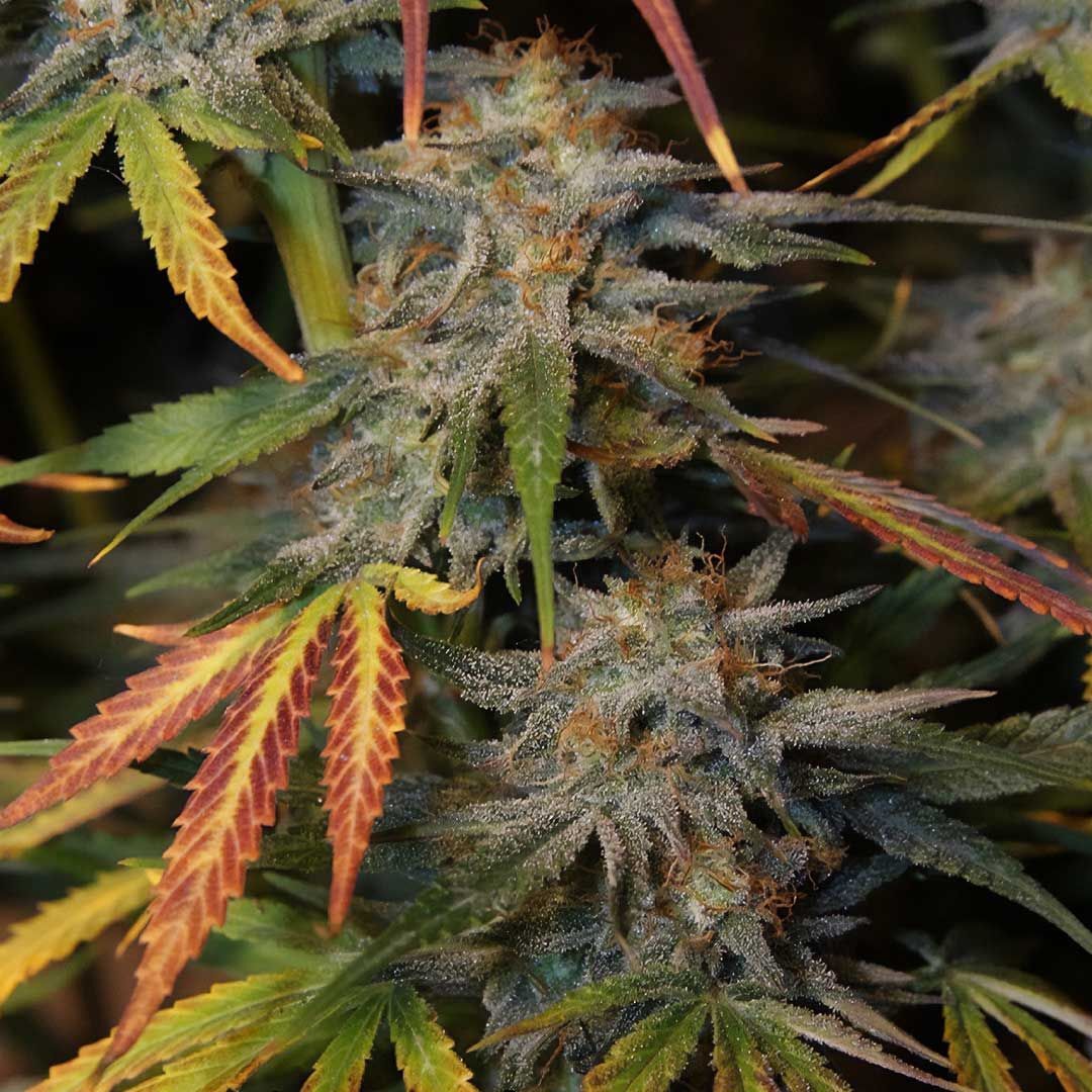 Night Owl Seeds - Tropical Wiz V.2 Auto (auto/fem.)