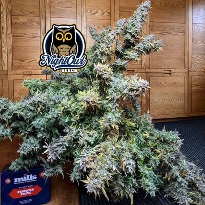 Night Owl Seeds - Popesicle Auto (auto/fem.) 08965