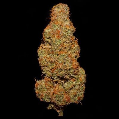 Night Owl Seeds - Zamango Auto (auto/fem.) 08972