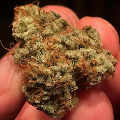 Night Owl Seeds - Outlier C Auto (auto/fem.) 08968