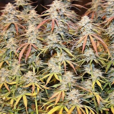 Night Owl Seeds - Tropical Wiz V.2 Auto (auto/fem.) 08973