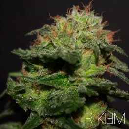 R-Kiem Seeds - R-Kiem (reg.)